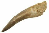 Fossil Plesiosaur (Zarafasaura) Tooth - Morocco #298311-1